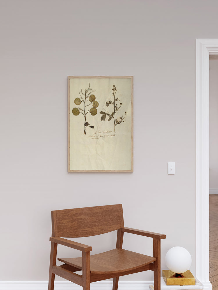 Herbarium X