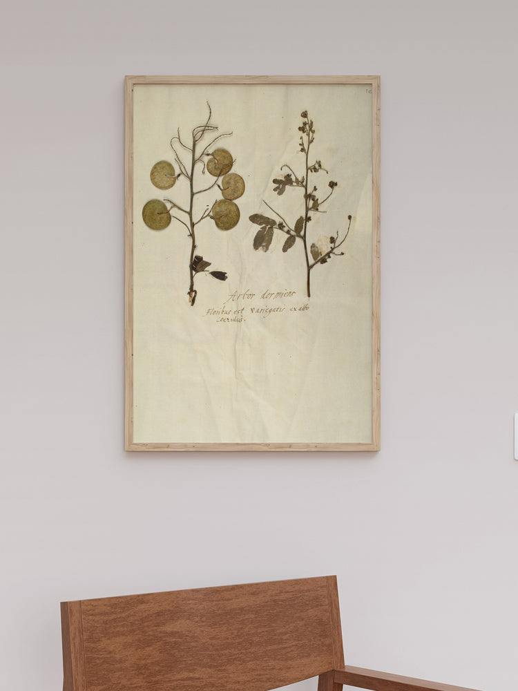 Herbarium X