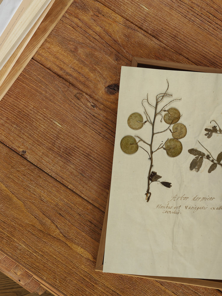 Herbarium X