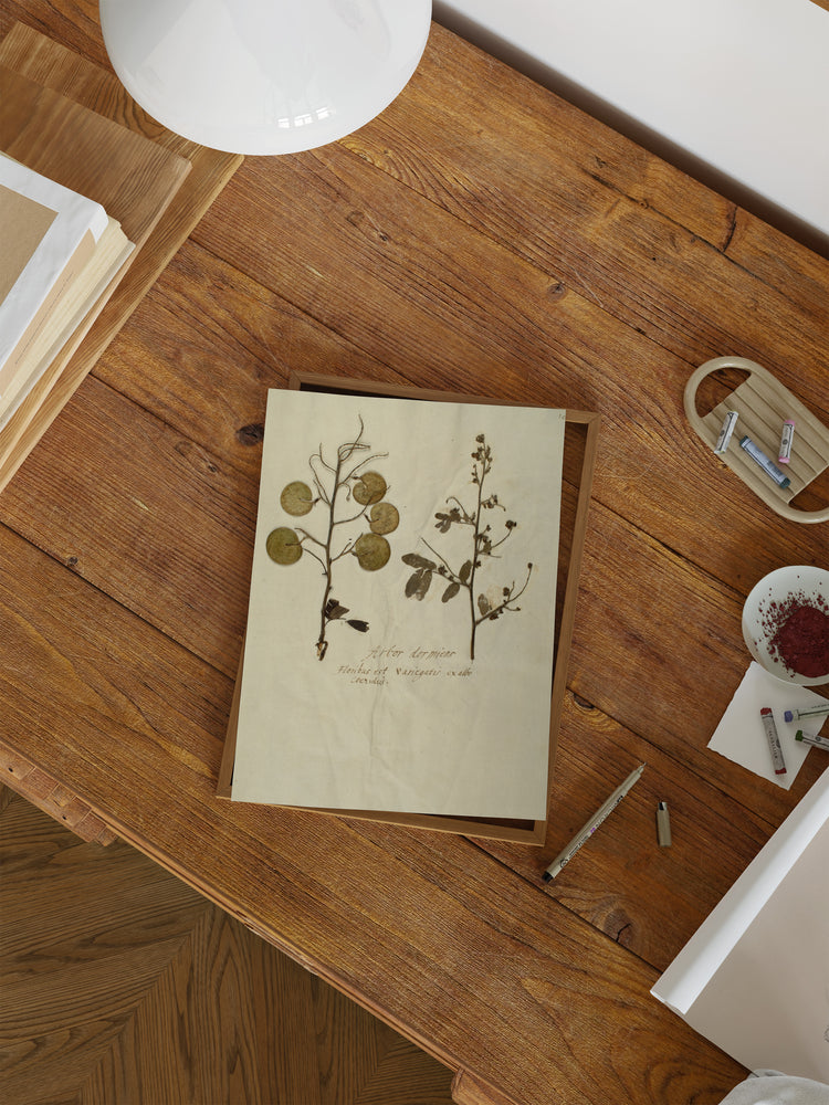 Herbarium X