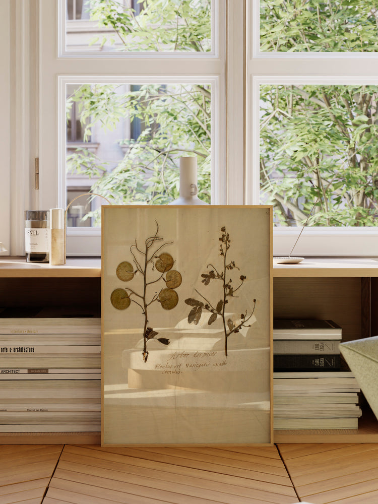 Herbarium X