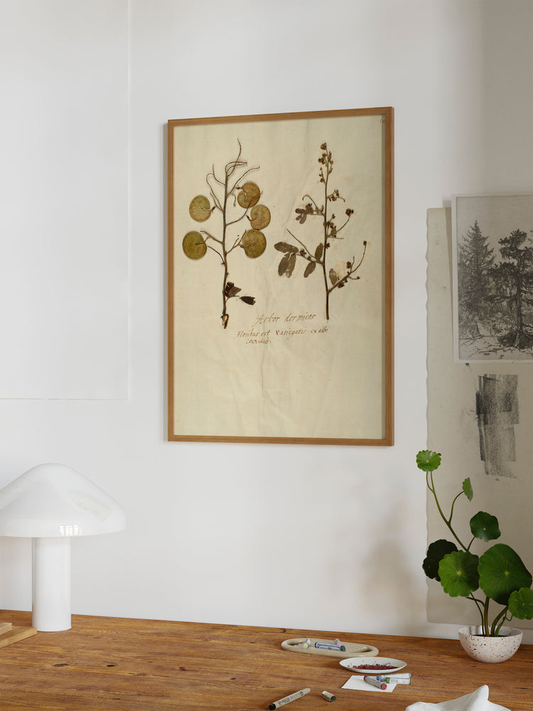 Herbarium X