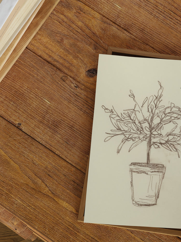 Olive Tree Sketch