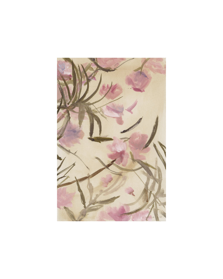 Pink Adelfa