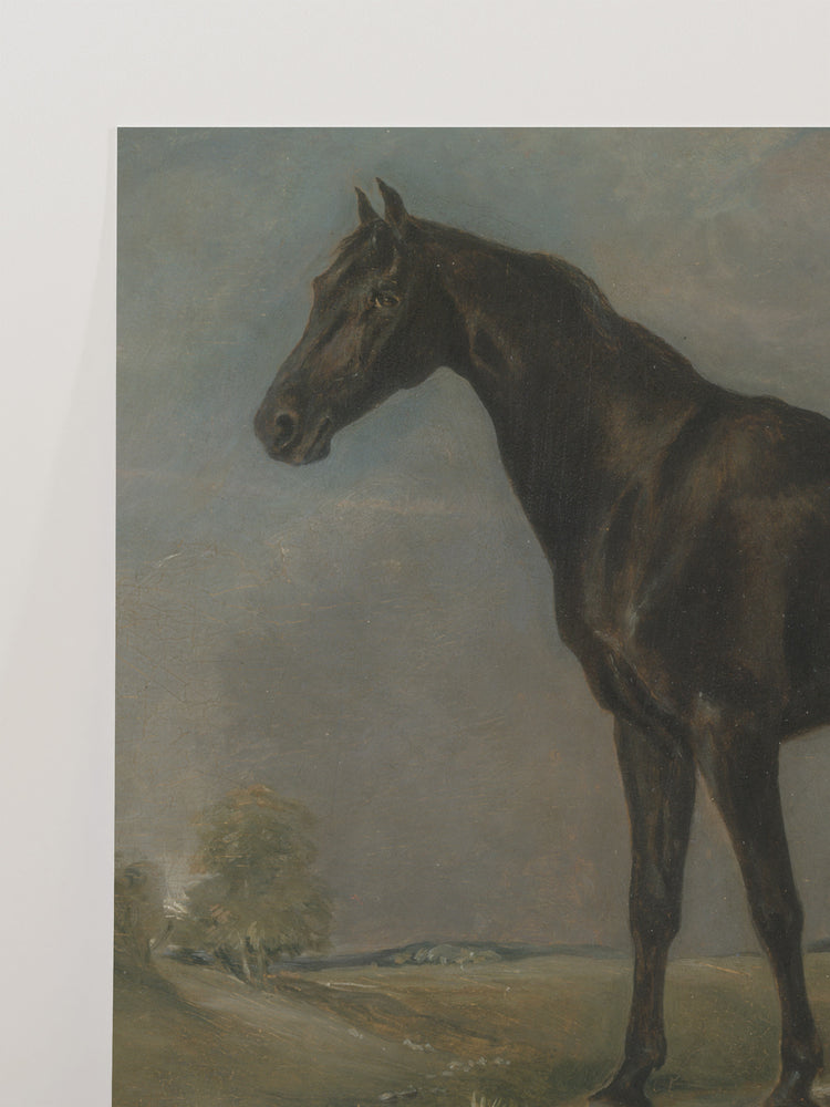 Study of a Horse II