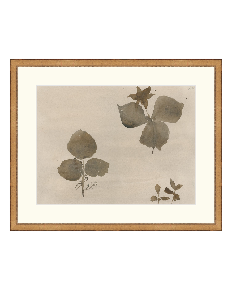 Botanical Thoughts I