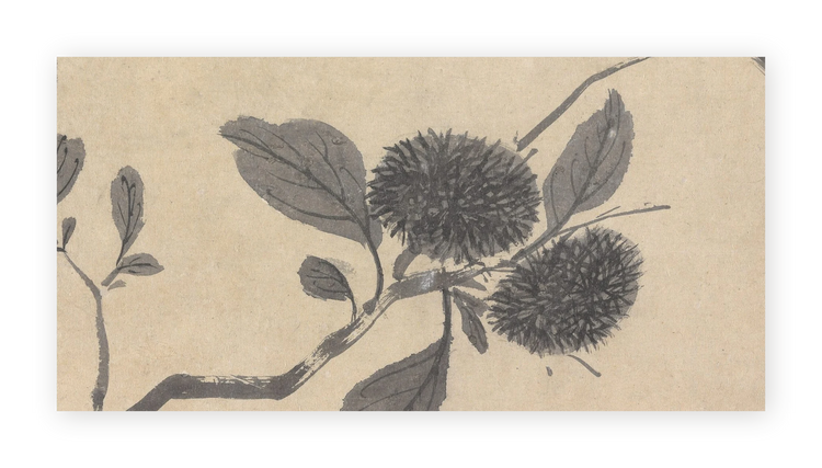 Shadowed Blooms 3 - Fine Art Print