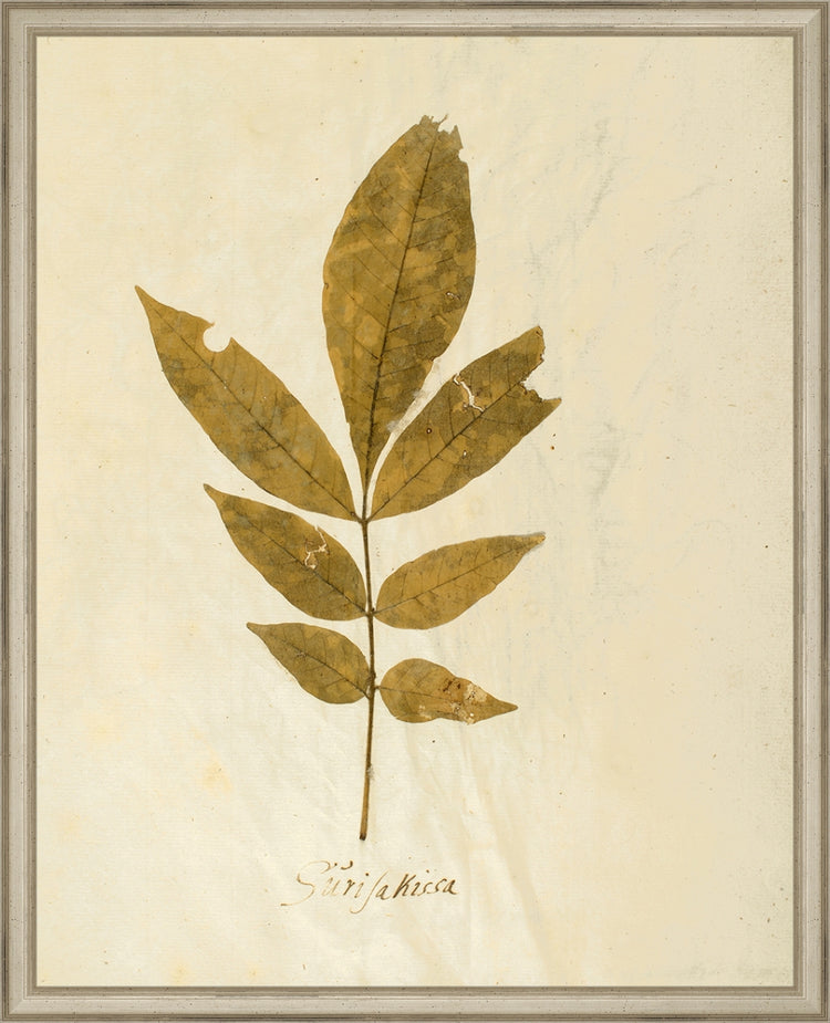 Framed Herbarium XI. Frame: Traditional Silver. Paper: Rag Paper. Art Size: 20x16. Final Size: 21'' X 17''