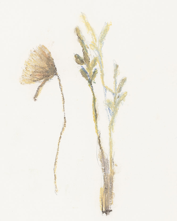 Wild Flowers II