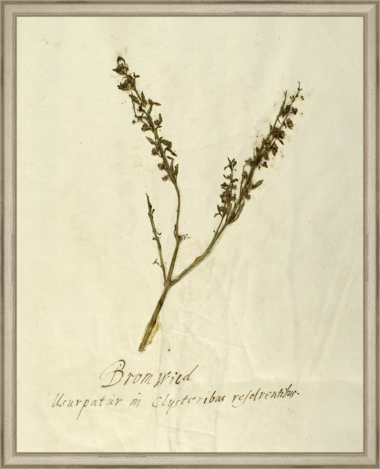 Framed Herbarium VII. Frame: Traditional Silver. Paper: Rag Paper. Art Size: 20x16. Final Size: 21'' X 17''