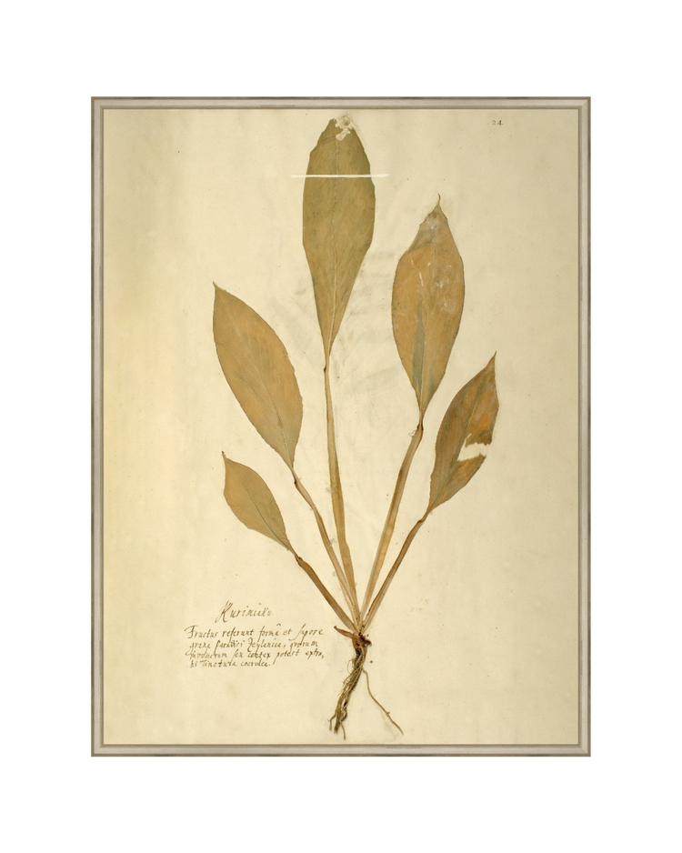 Herbarium XIV HoJ