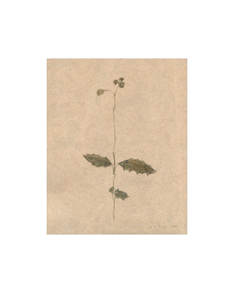 Wildflower Study I