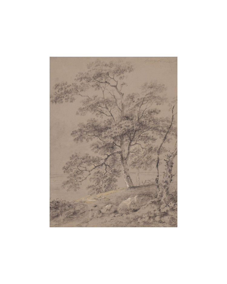 Woodland Sketch