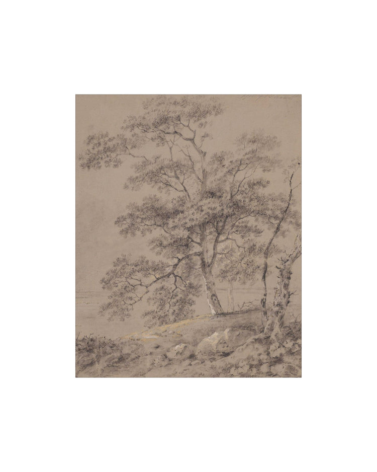 Woodland Sketch