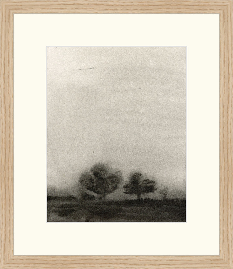 Trees In The Mist OAShop 2