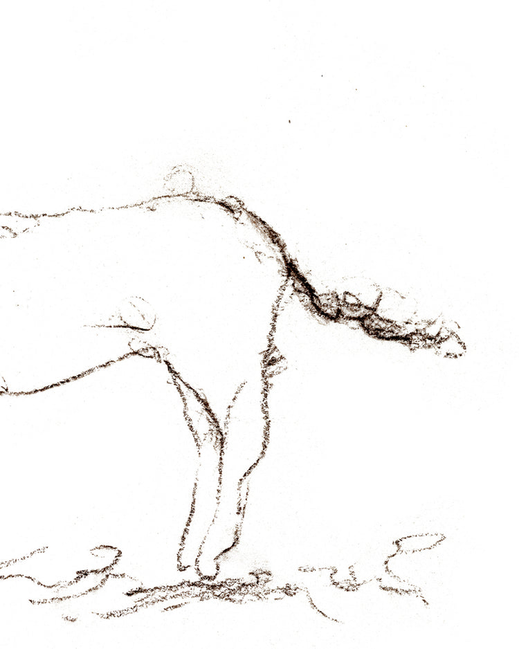 Horse Drawing