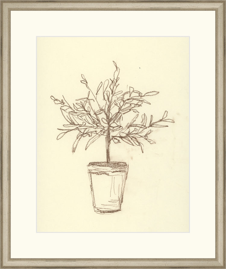 Olive Tree Sketch OAShop 2