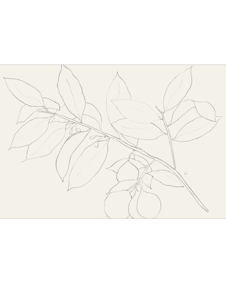 Lemon Branch Drawing