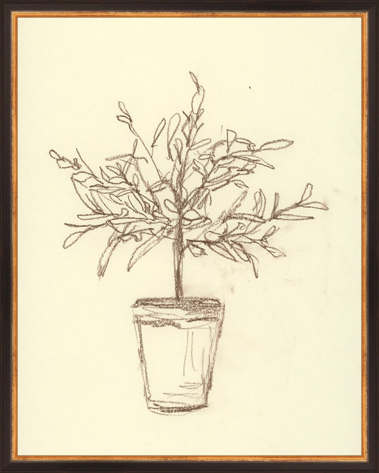 Framed Olive Tree Sketch. Frame: Traditional Black and Gold. Paper: Rag Paper. Art Size: 19x15. Final Size: 20'' X 16''