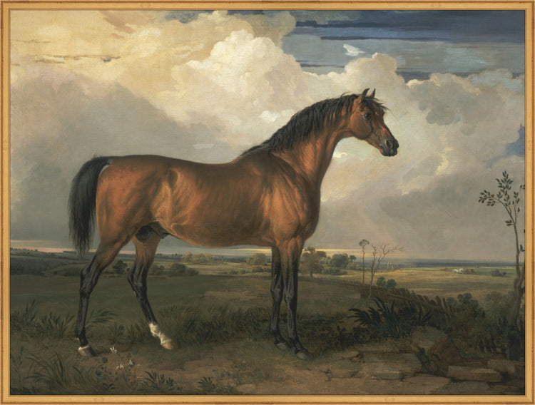 Stallion OAShop 2