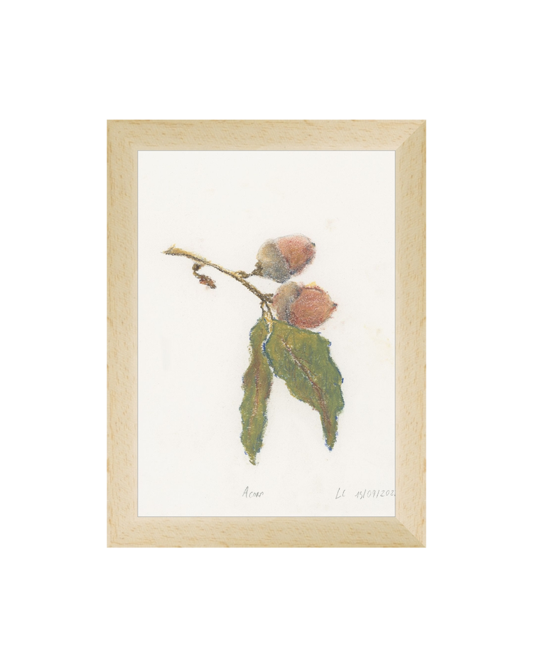 Acorn