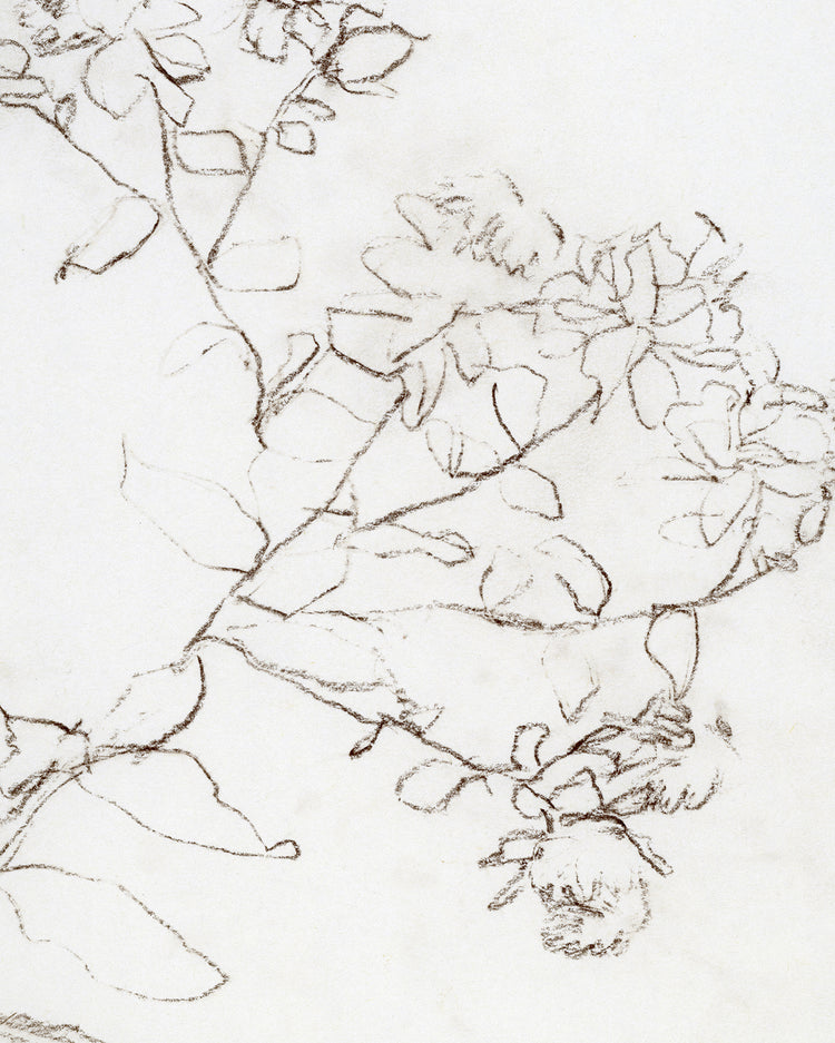 Botanical Study II