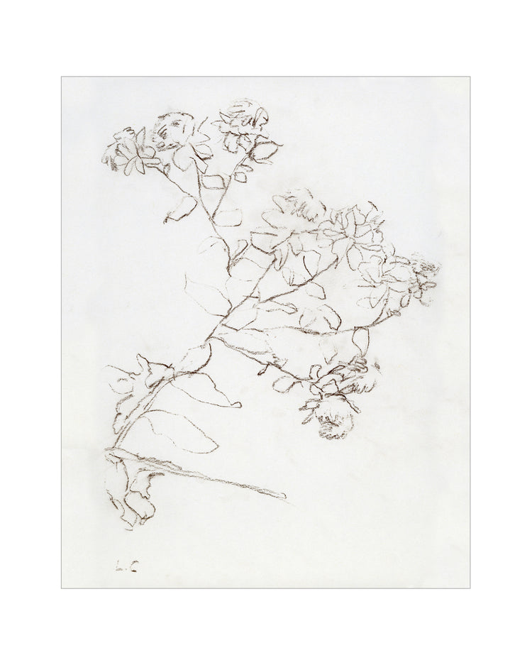 Botanical Study II