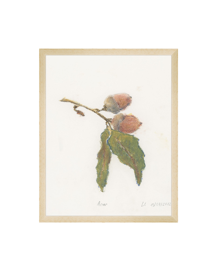 Acorn