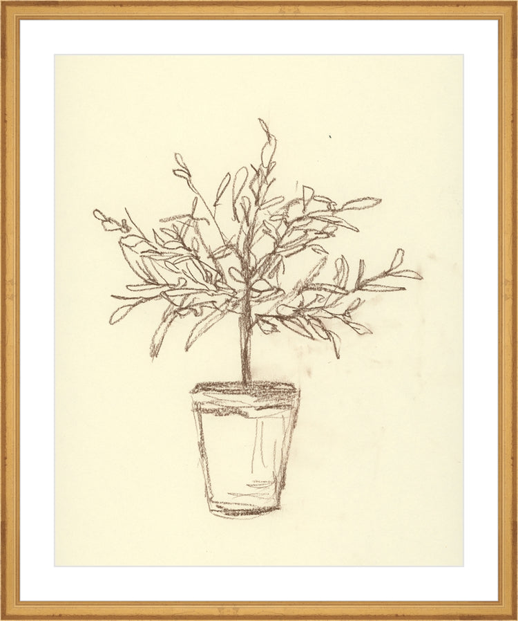 Framed Olive Tree Sketch. Frame: Traditional Gold. Paper: Rag Paper. Art Size: 20x16. Final Size: 24'' X 20''