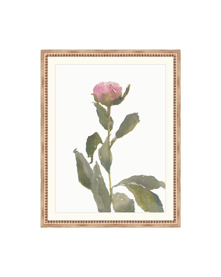 Single Rose