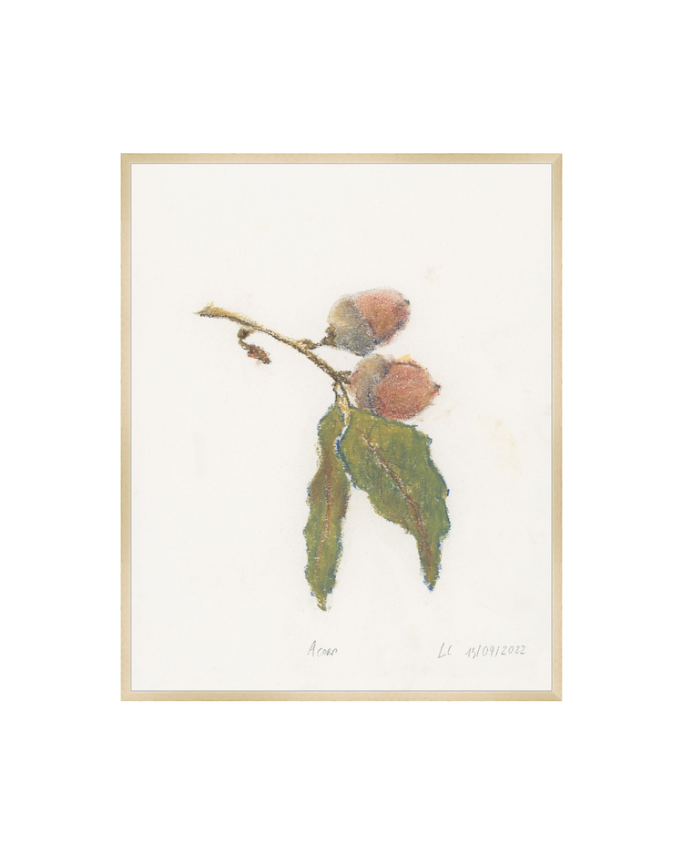 Acorn