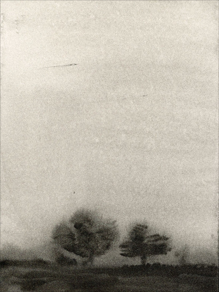 Trees In The Mist OAShop 2