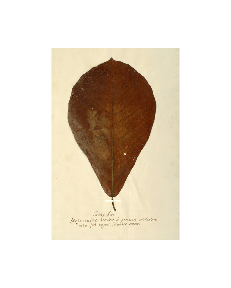 Herbarium XIII