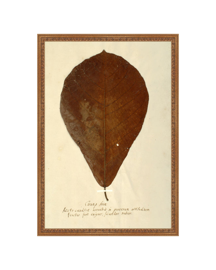 Herbarium XIII