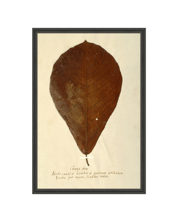 Herbarium XIII