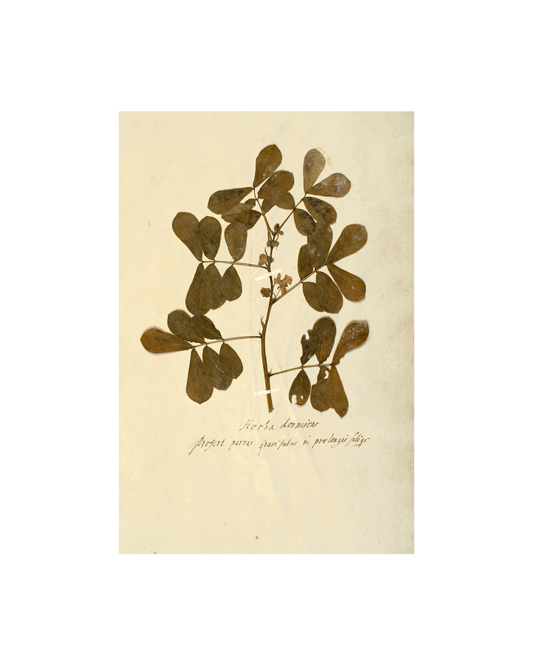 Herbarium XII