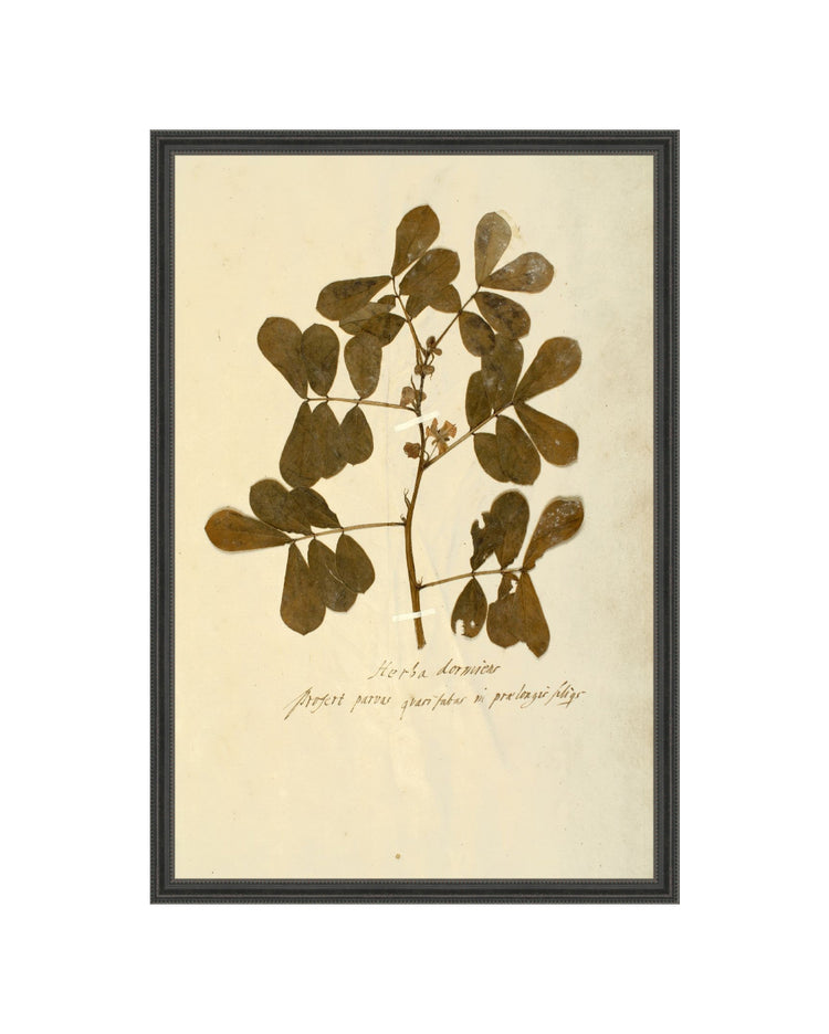 Herbarium XII