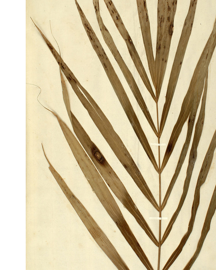 Herbarium XV