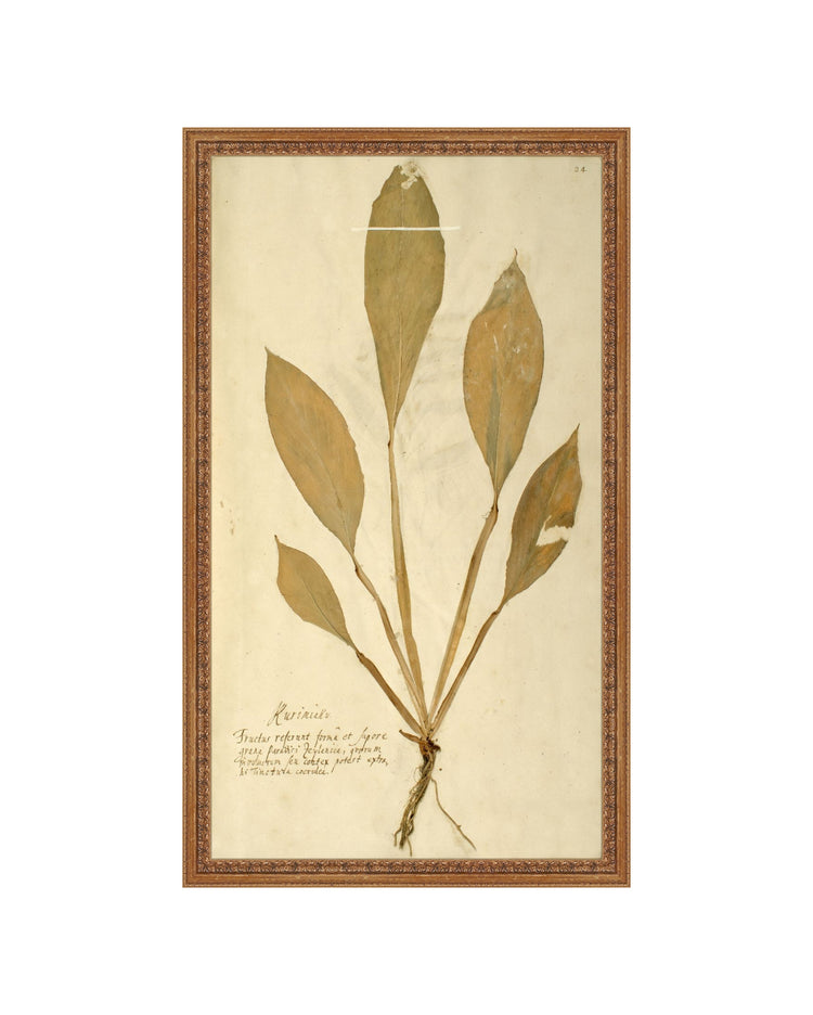 Herbarium XIV