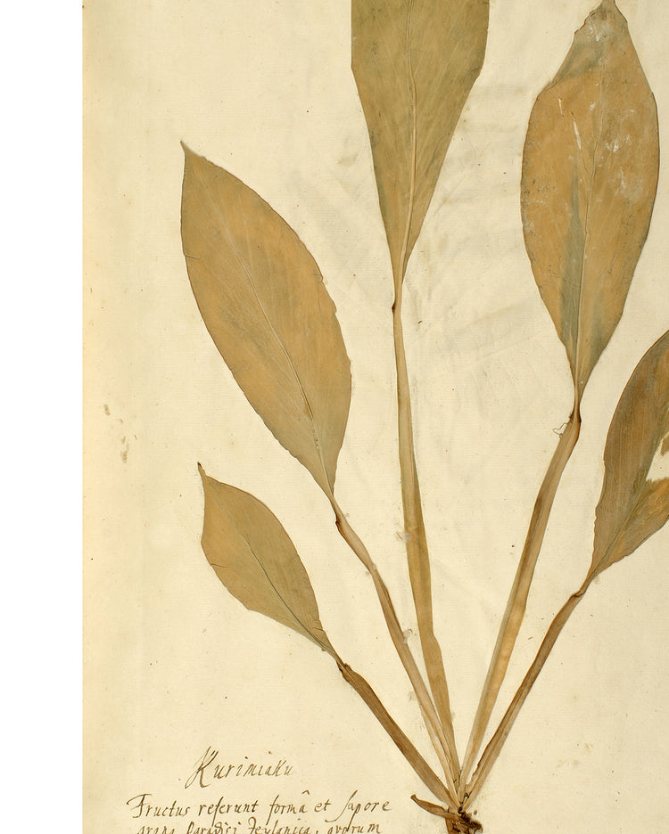 Herbarium XIV