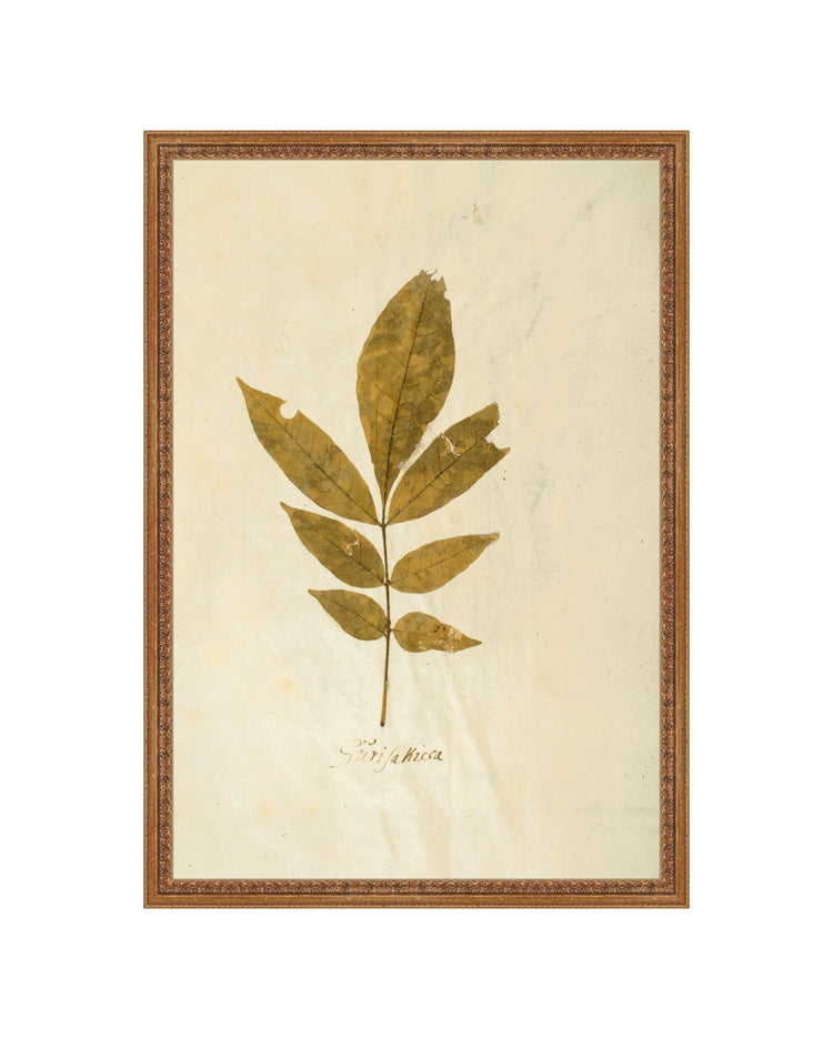 Herbarium XI