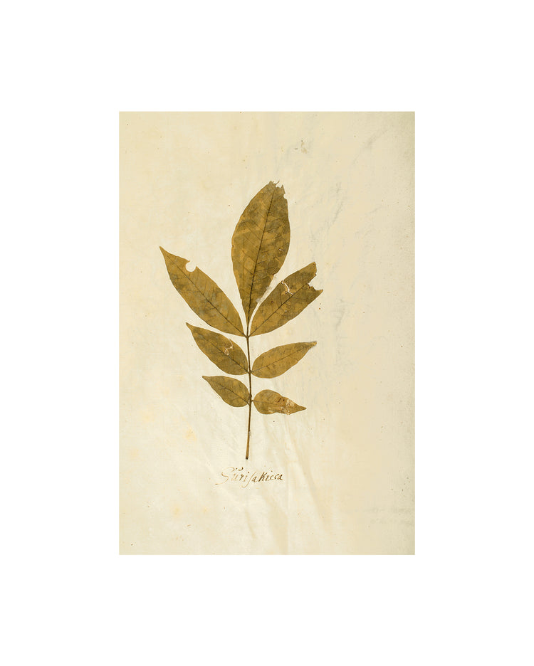 Herbarium XI