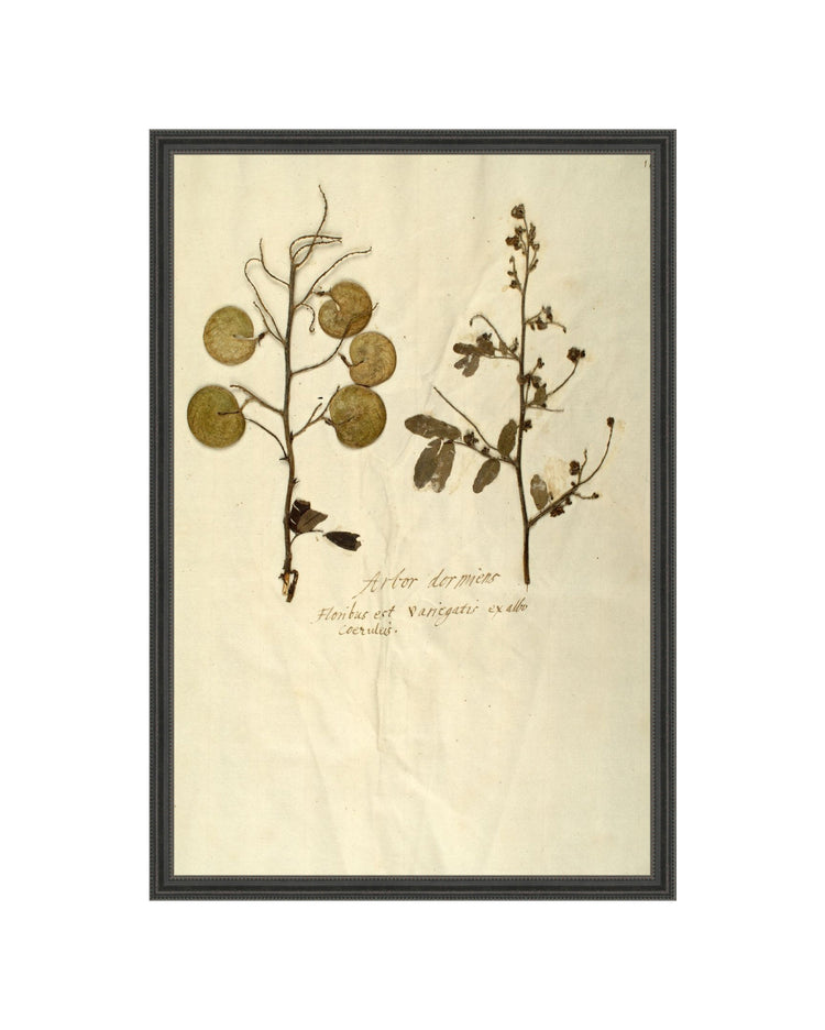 Herbarium X