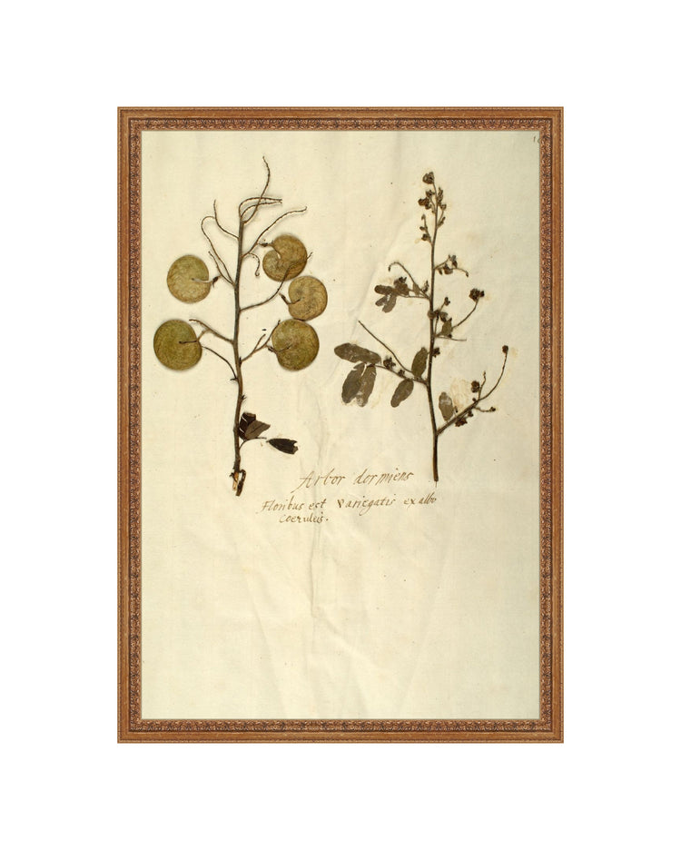 Herbarium X