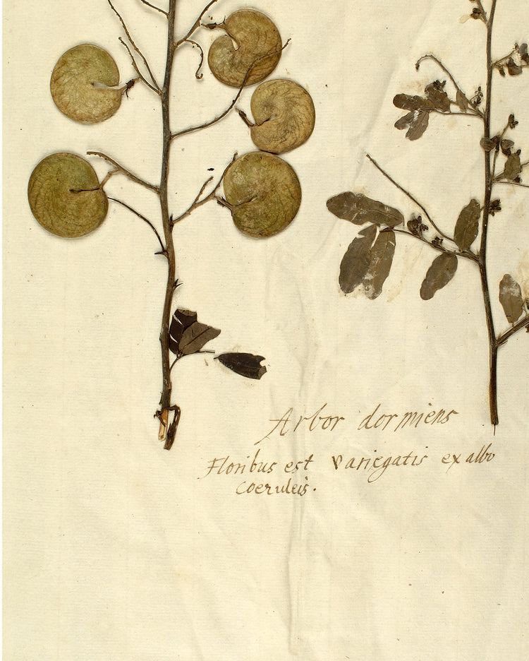 Herbarium X