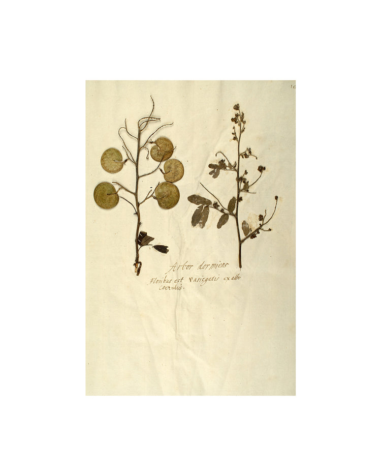 Herbarium X