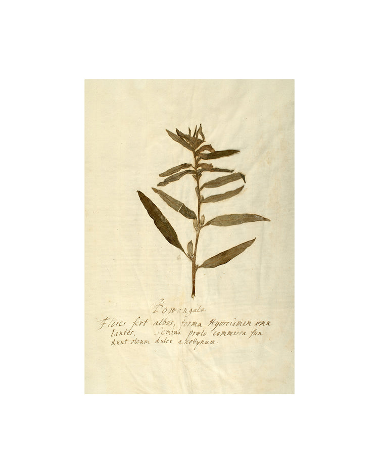 Herbarium VIII