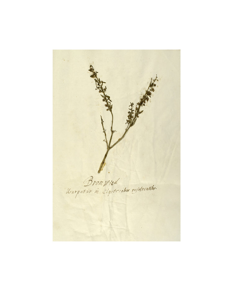 Herbarium VII