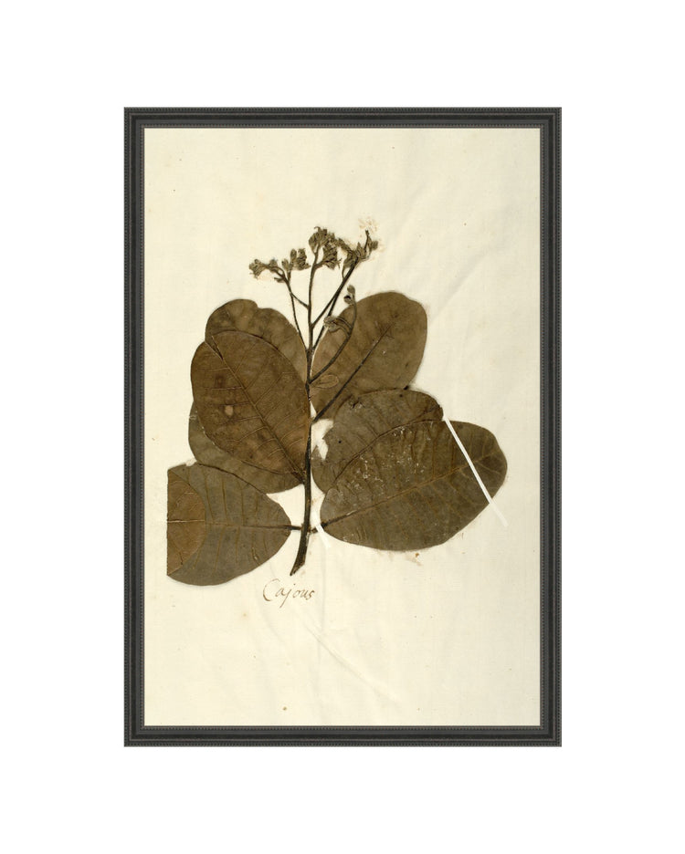 Herbarium IX