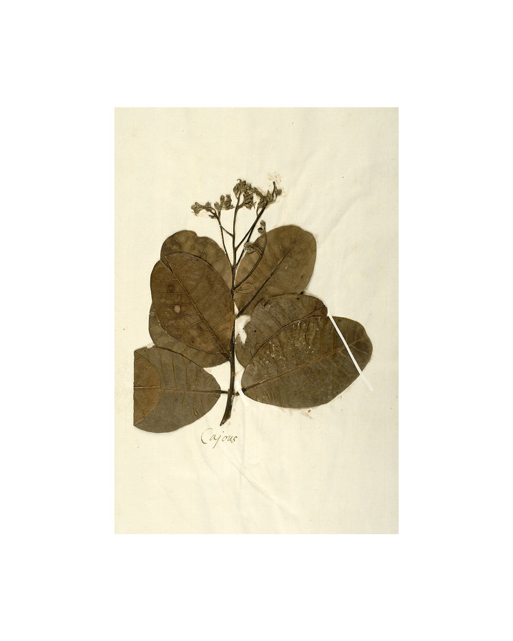 Herbarium IX